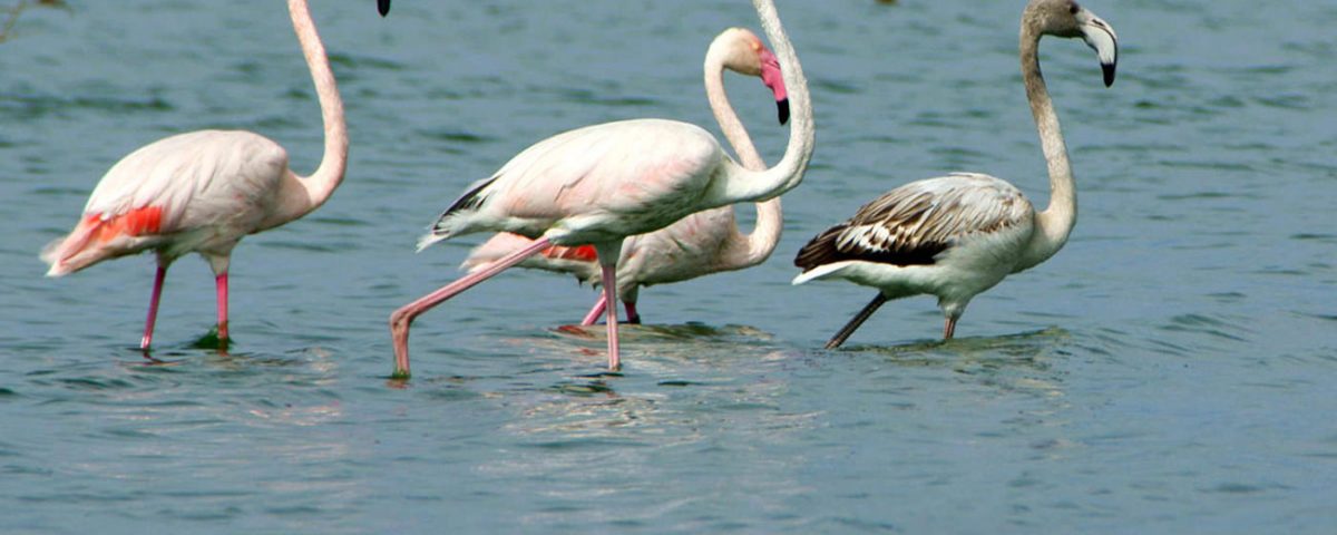 Avistamiento de Aves - Actividades en el Cabo de Gata