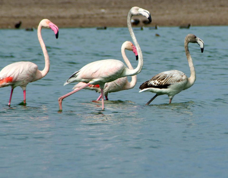 Avistamiento de Aves - Actividades en el Cabo de Gata