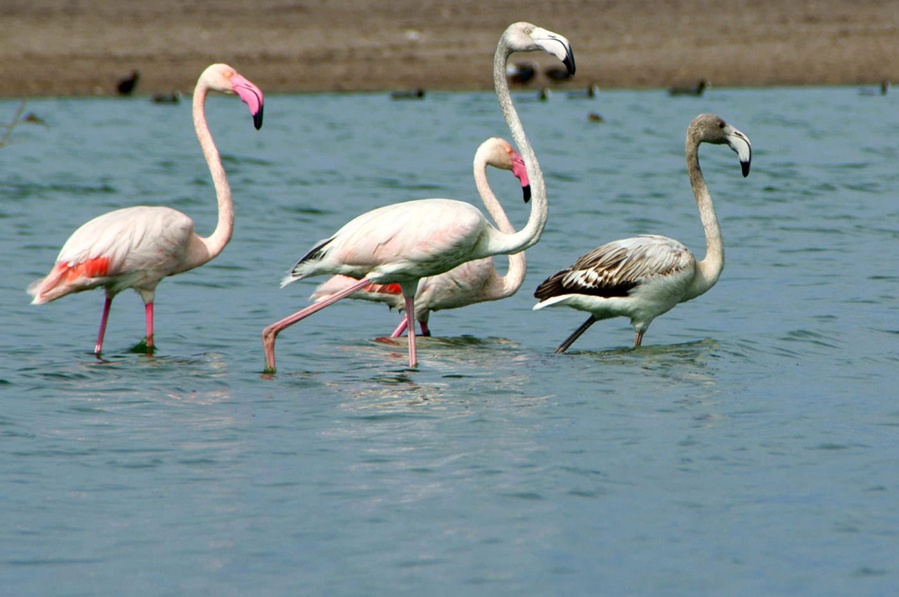 Avistamiento de Aves - Actividades en el Cabo de Gata